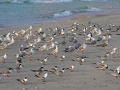Weißwangen-Seeschwalbe, Weißwangenseeschwalbe, White-cheeked Tern, Sterna repressa, Sterne à joues blanches, Charrán Arábigo