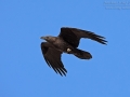 Wüstenrabe, Brown-necked Raven, Corvus ruficollis, Corbeau brun, Cuervo Desértico