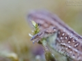 Zauneidechse / Sand Lizard / Lacerta agilis